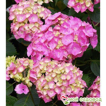 Гортензия крупнолистная Пиа (ЗКС)