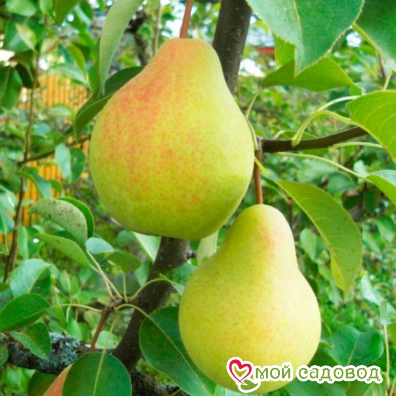 Груша Сочилинка