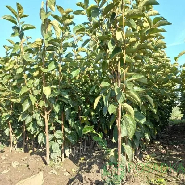 Хурма Зимняя Сказка