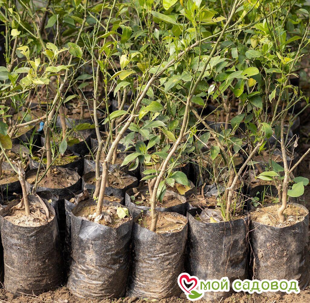 Алыча Царская